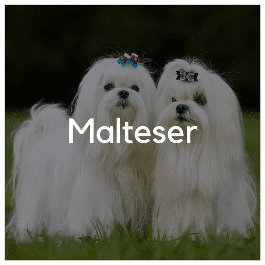 Malteser - Liwa Design
