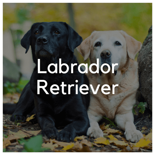 Labrador Retriever - Liwa Design