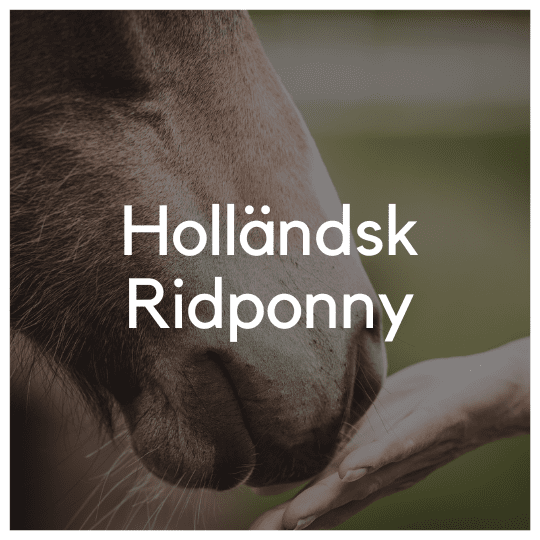 Holländsk Ridponny - Liwa Design