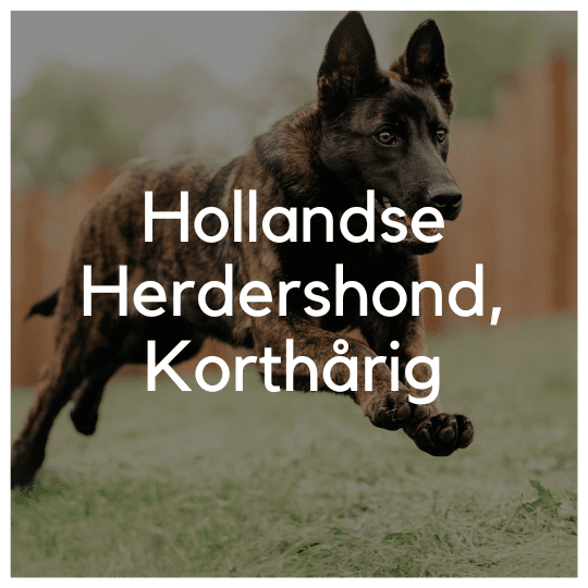Hollandse Herdershond, Korthårig - Liwa Design