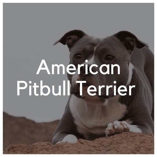 Amerikansk Pitbull Terrier - Liwa Design