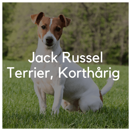 Jack Russel Terrier, Korthårig - Liwa Design