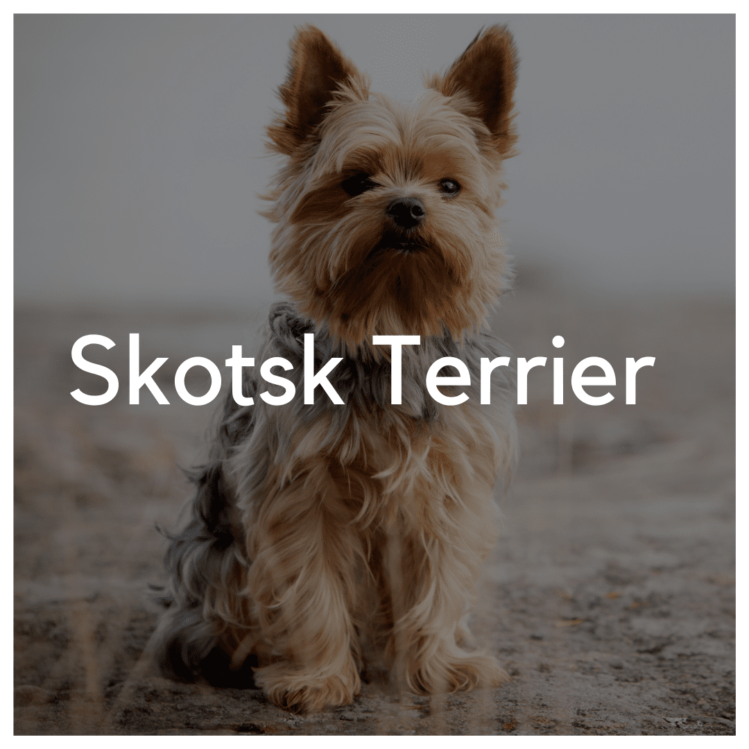 Skotsk Terrier - Liwa Design