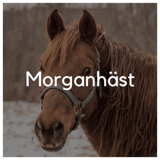 Morganhäst - Liwa Design