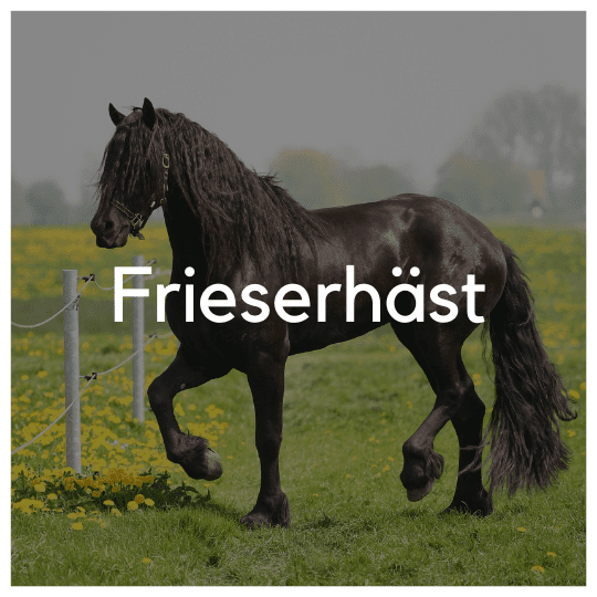 Frieserhäst - Liwa Design