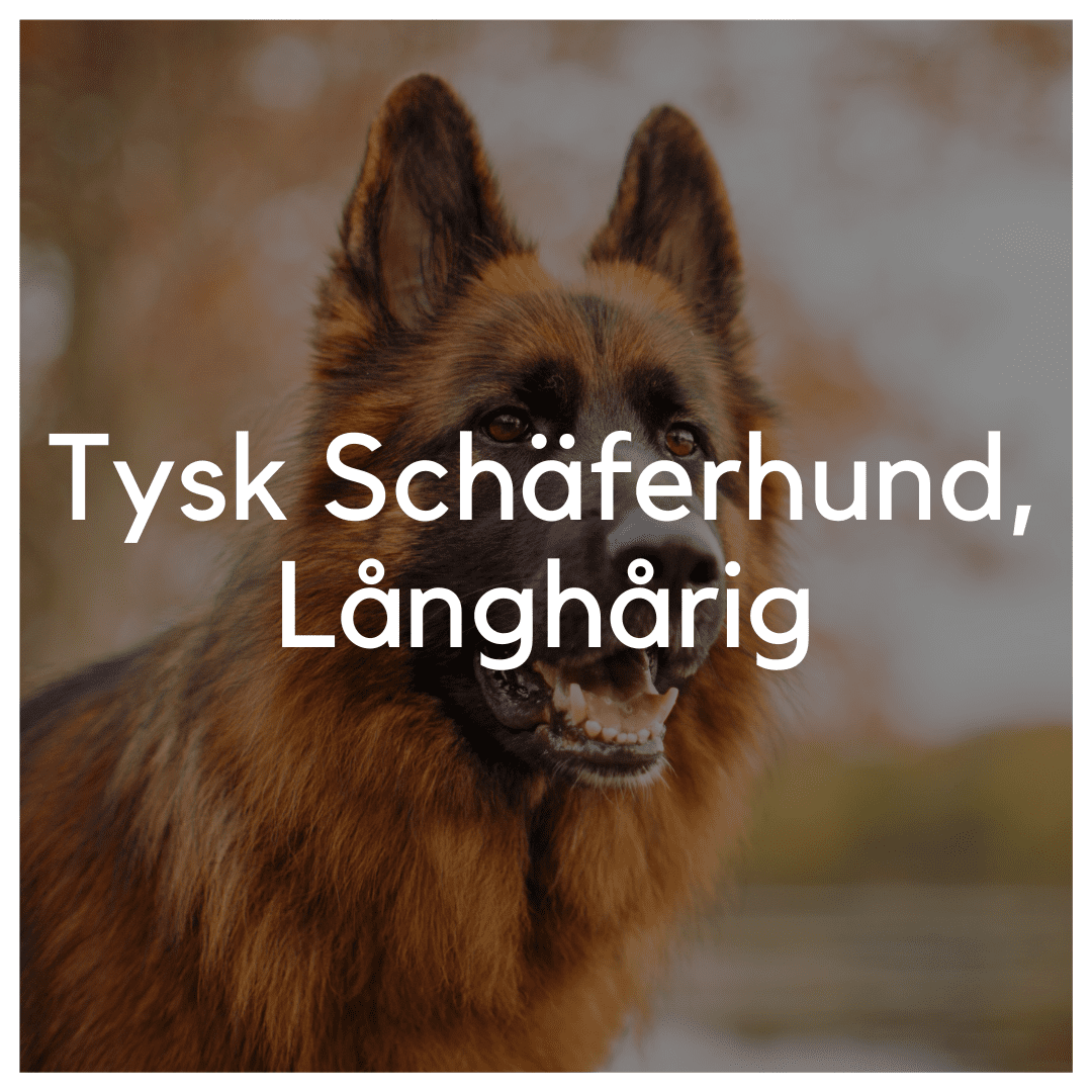 Tysk Schäferhund, Långhårig - Liwa Design