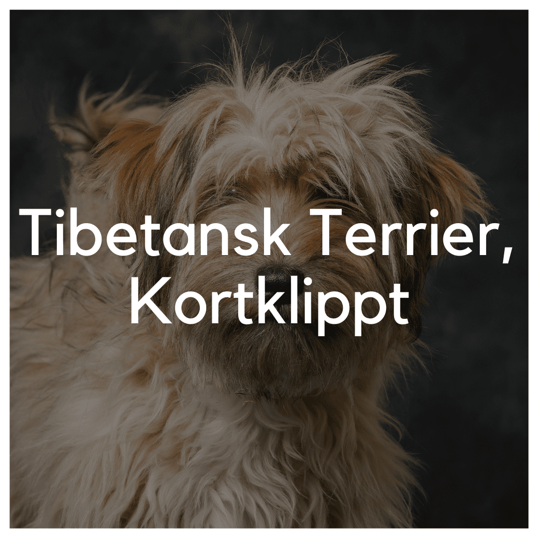 Tibetansk Terrier, Kortklippt - Liwa Design