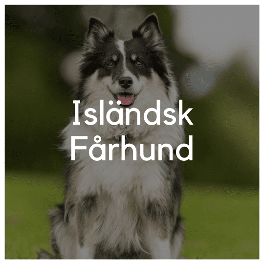 Isländsk Fårhund - Liwa Design