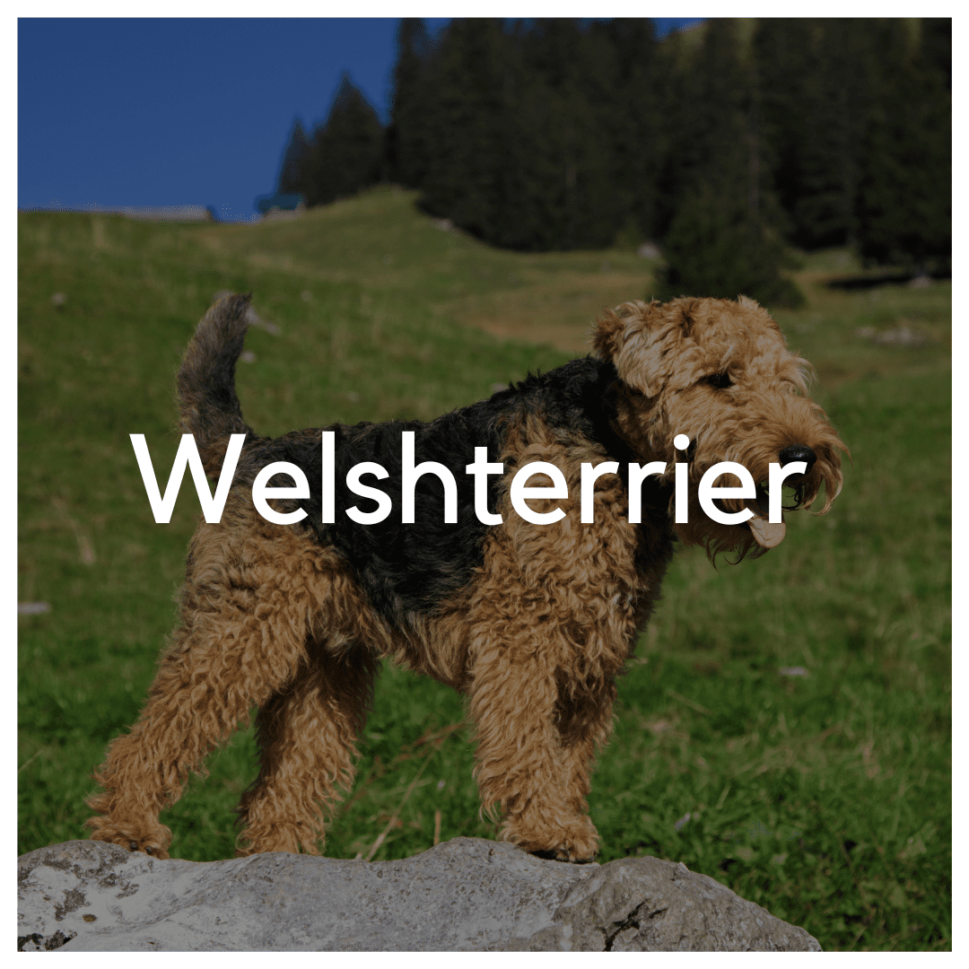 Welshterrier - Liwa Design