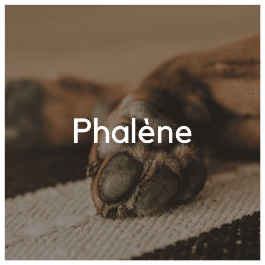 Phaléne - Liwa Design