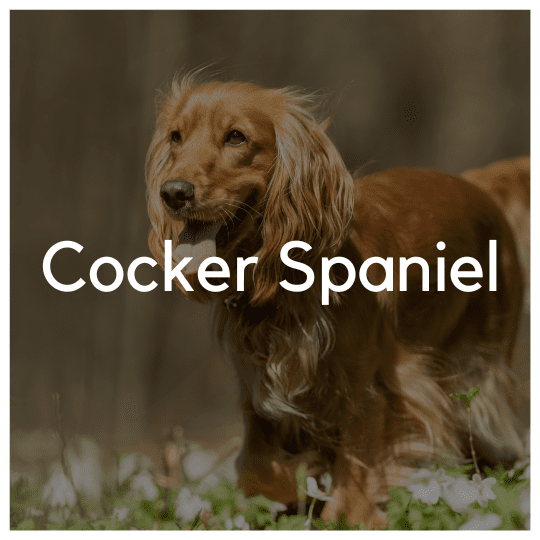 Cocker Spaniel - Liwa Design
