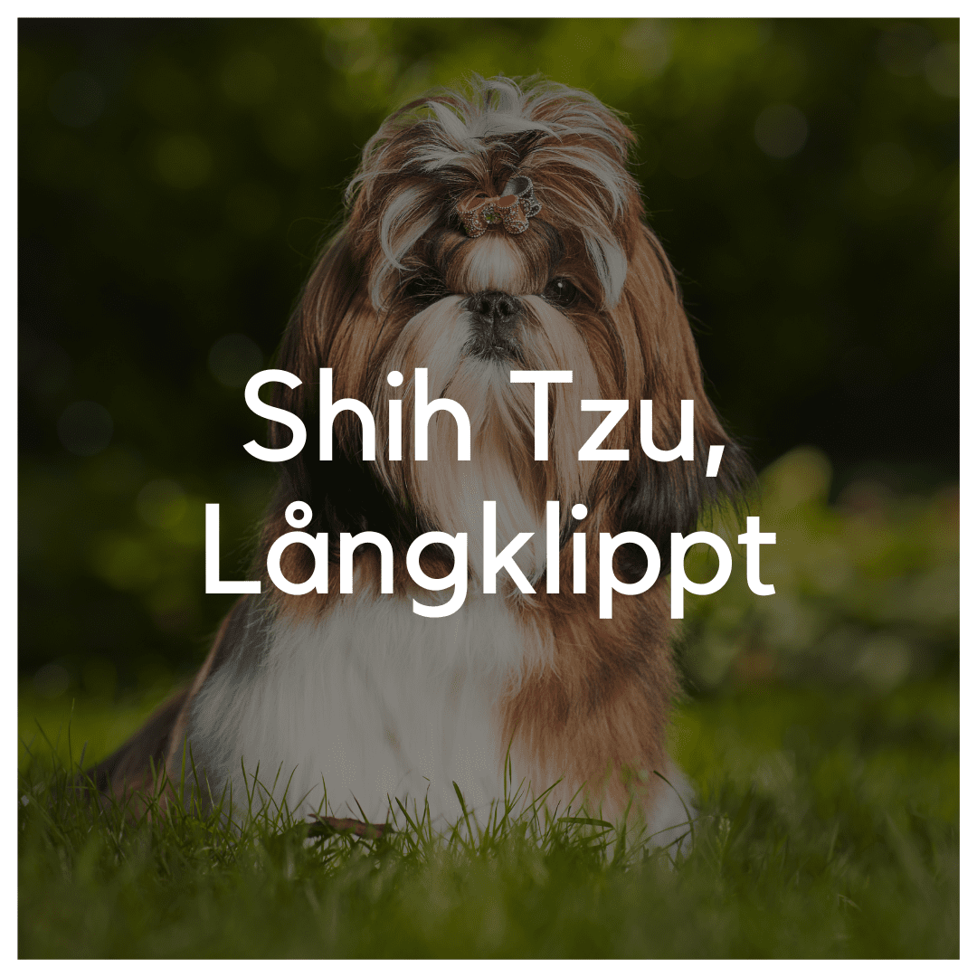 Shih Tzu, Långklippt - Liwa Design