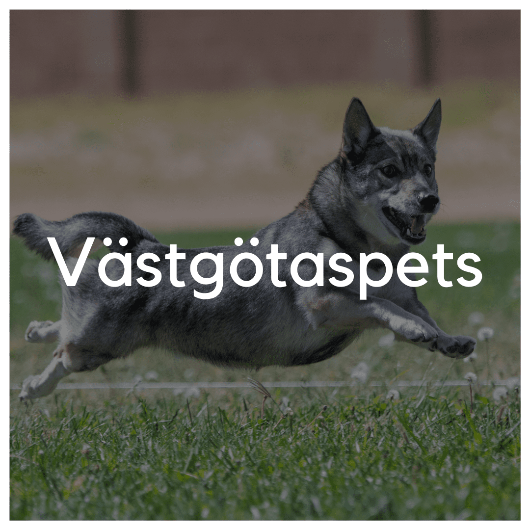 Västgötaspets - Liwa Design