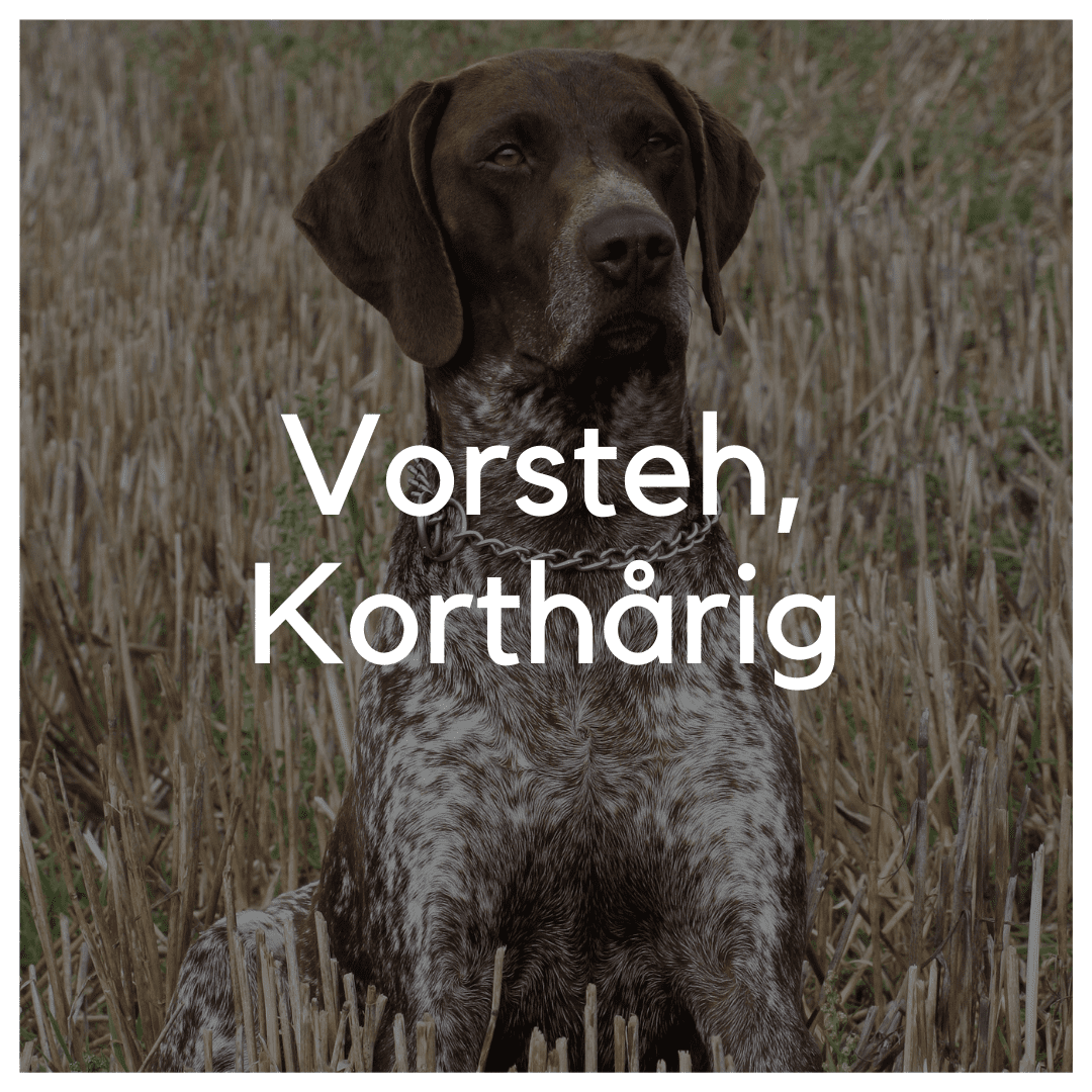 Vorsteh, Korthårig - Liwa Design