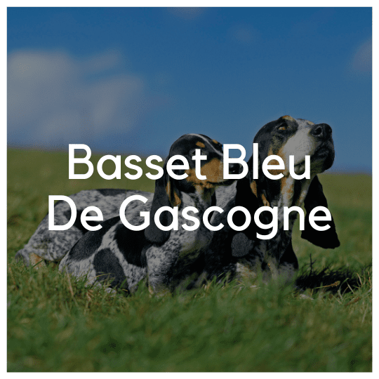 Basset Bleu De Gascogne - Liwa Design