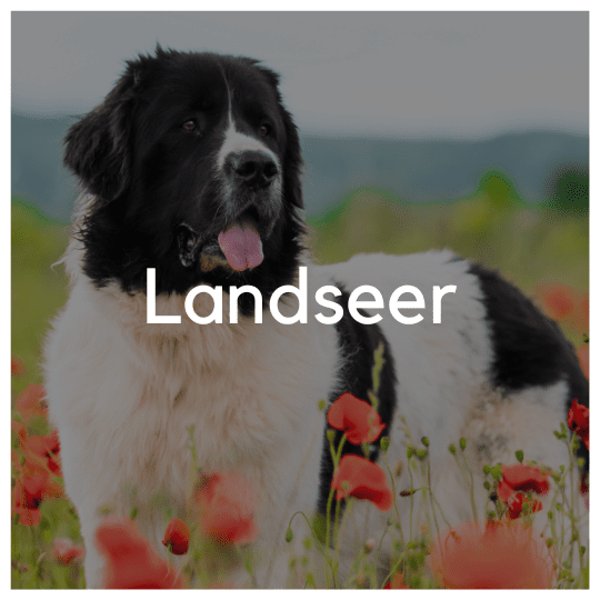 Landseer - Liwa Design