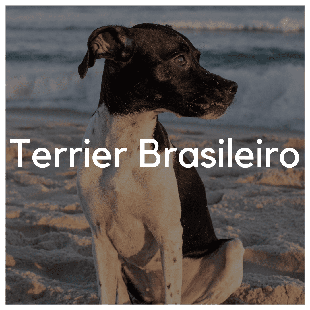 Terrier Brasileiro - Liwa Design