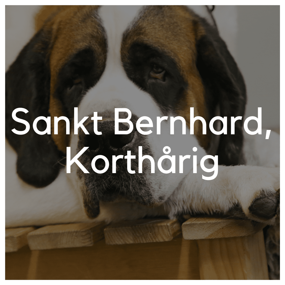 Sankt Bernhard, Korthårig - Liwa Design