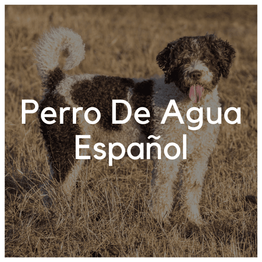 Perro De Agua Español - Liwa Design