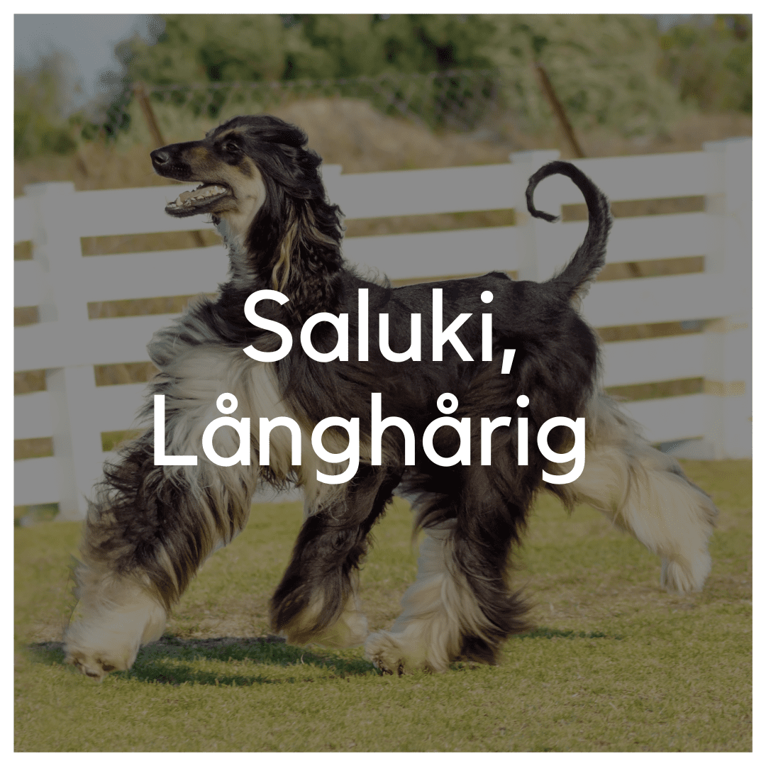 Saluki, Långhårig - Liwa Design