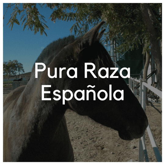 Pura Raza Española - Liwa Design