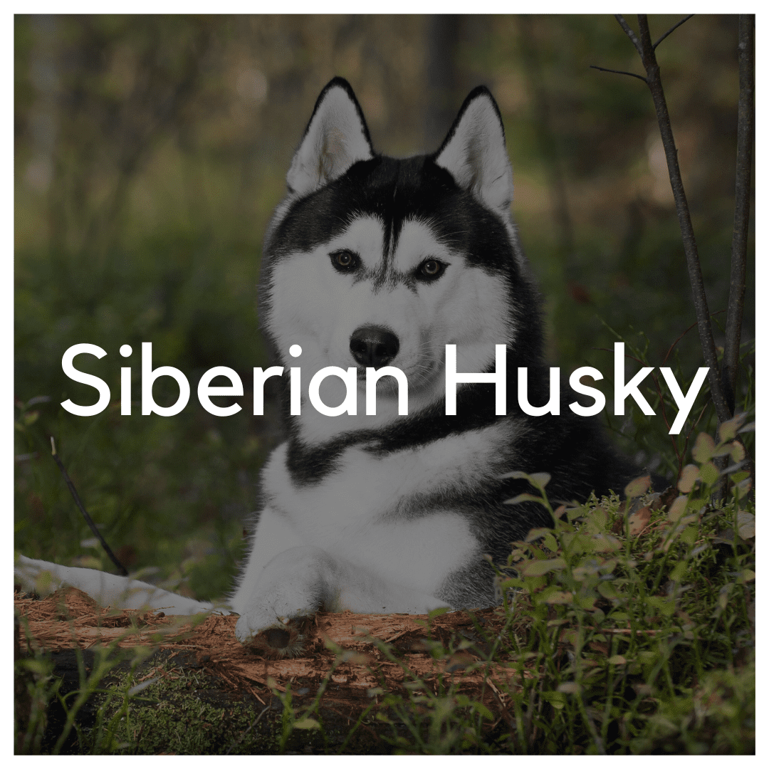 Siberian Husky - Liwa Design