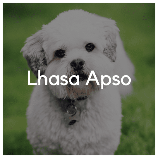 Lhasa Apso - Liwa Design