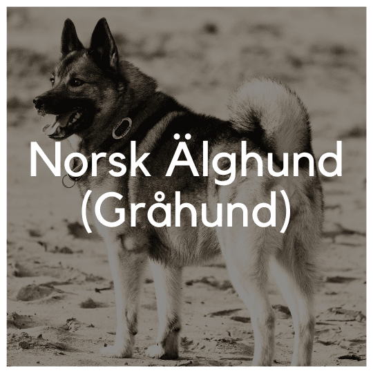 Norsk Älghund (Gråhund) - Liwa Design