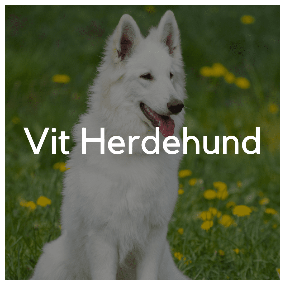 Vit Herdehund - Liwa Design