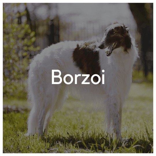 Borzoi - Liwa Design