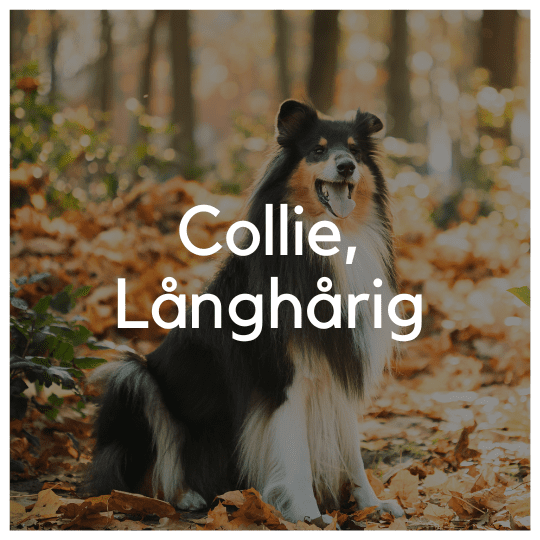 Collie, Långhårig - Liwa Design