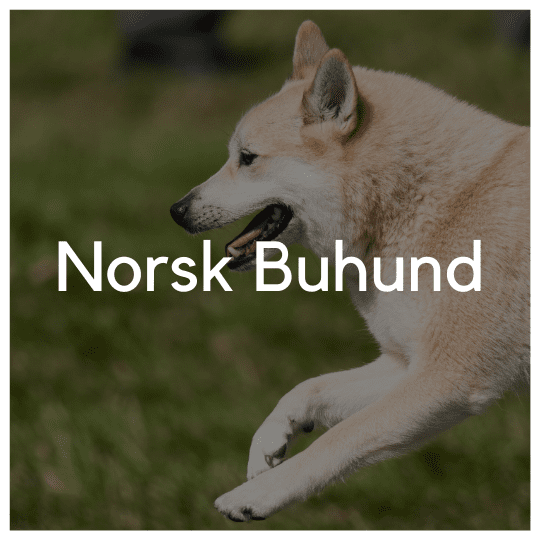 Norsk Buhund - Liwa Design