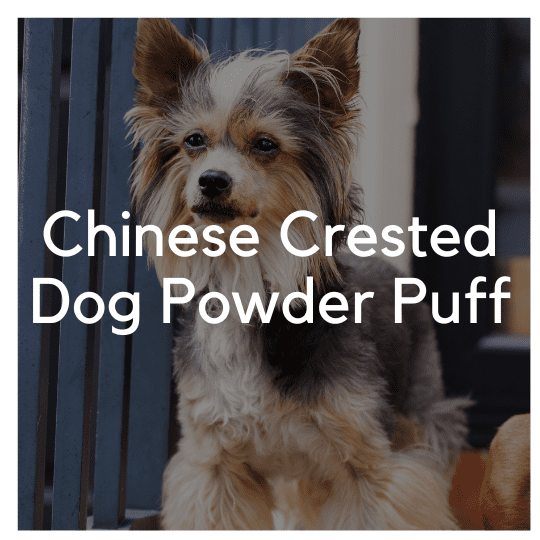 Chinese Crested Dog Powder Puff - Liwa Design
