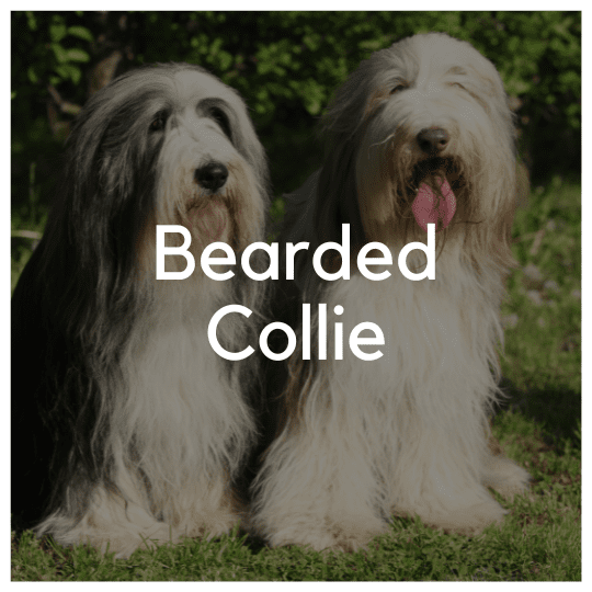 Bearded Collie - Liwa Design