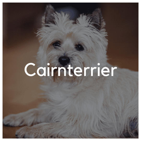 Cairnterrier - Liwa Design