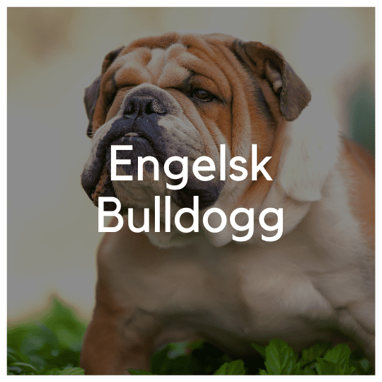 Engelsk Bulldogg - Liwa Design