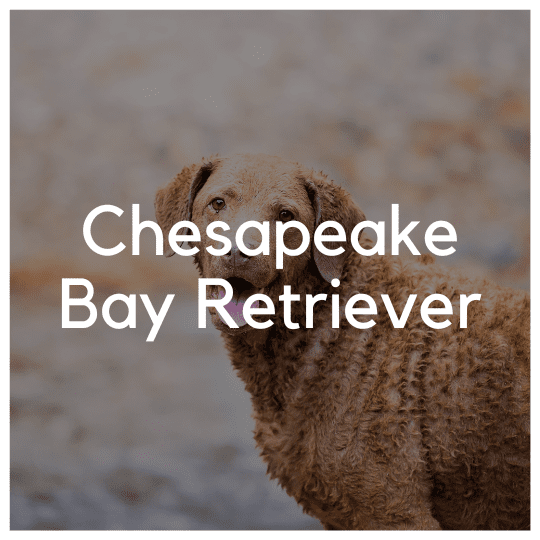 Chesapeake Bay Retriever - Liwa Design