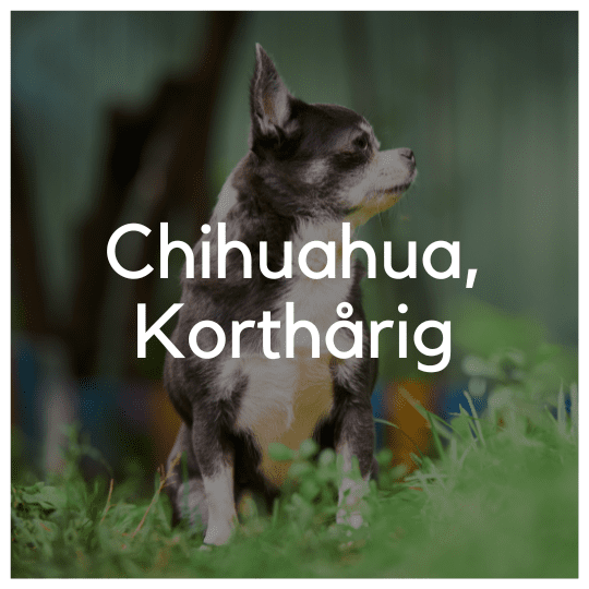 Chihuahua, Korthårig - Liwa Design