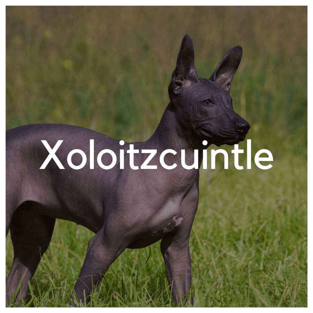 Xoloitzcuintle - Liwa Design