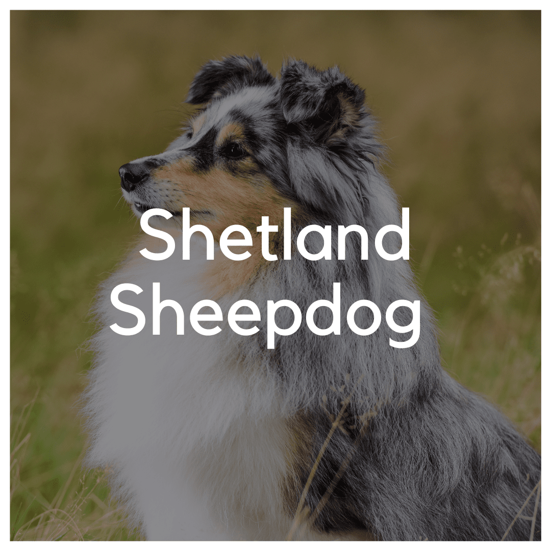 Shetland Sheepdog - Liwa Design