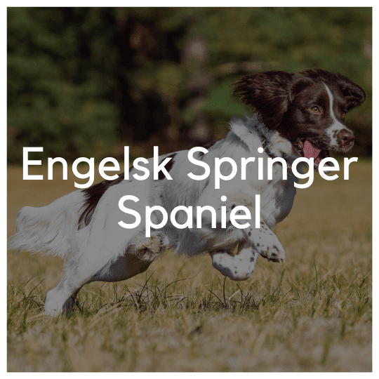 Engelsk Springer Spaniel - Liwa Design