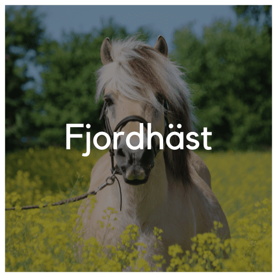 Fjordhäst - Liwa Design