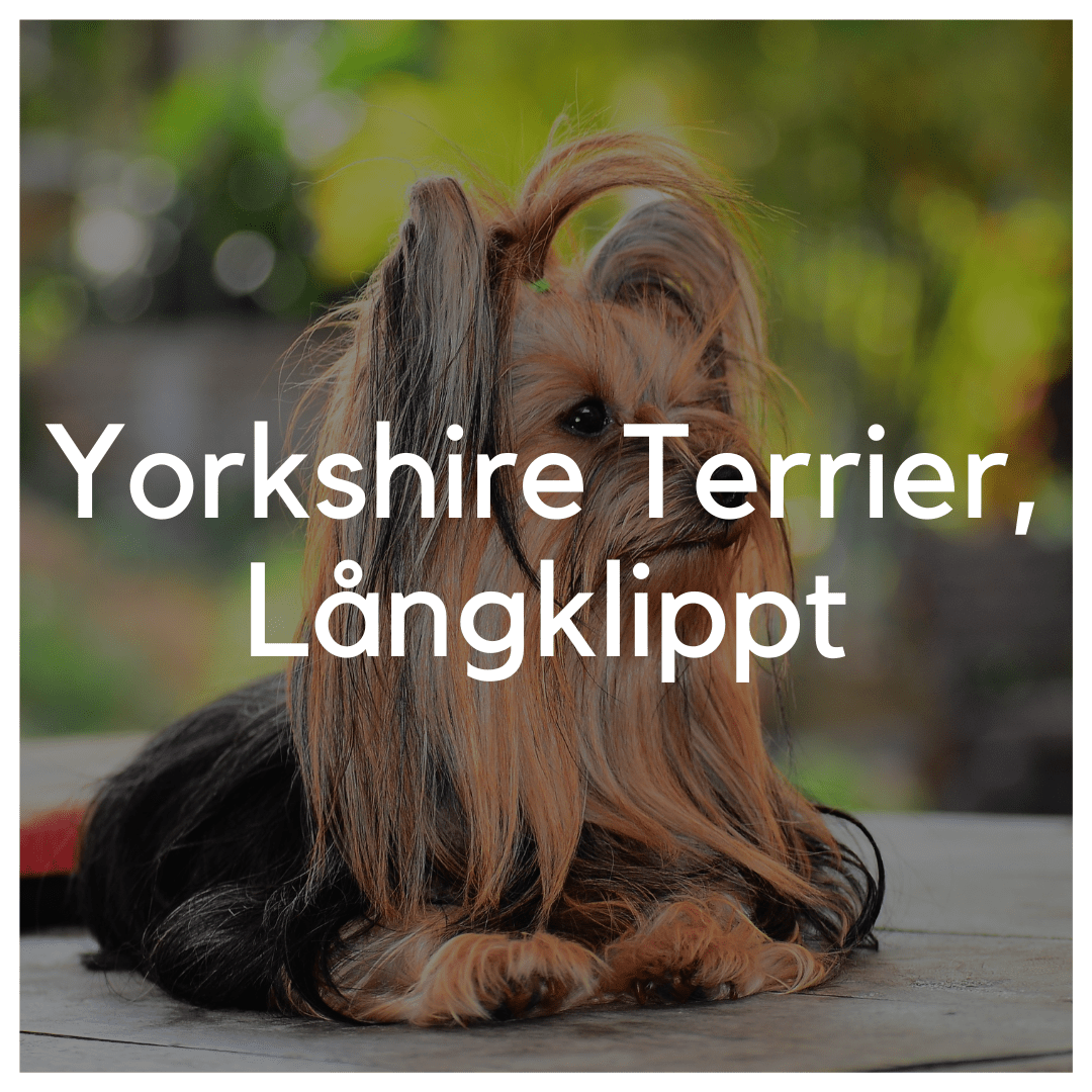 Yorkshire Terrier, Långklippt - Liwa Design