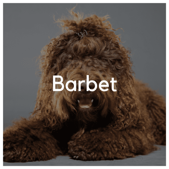 Barbet - Liwa Design