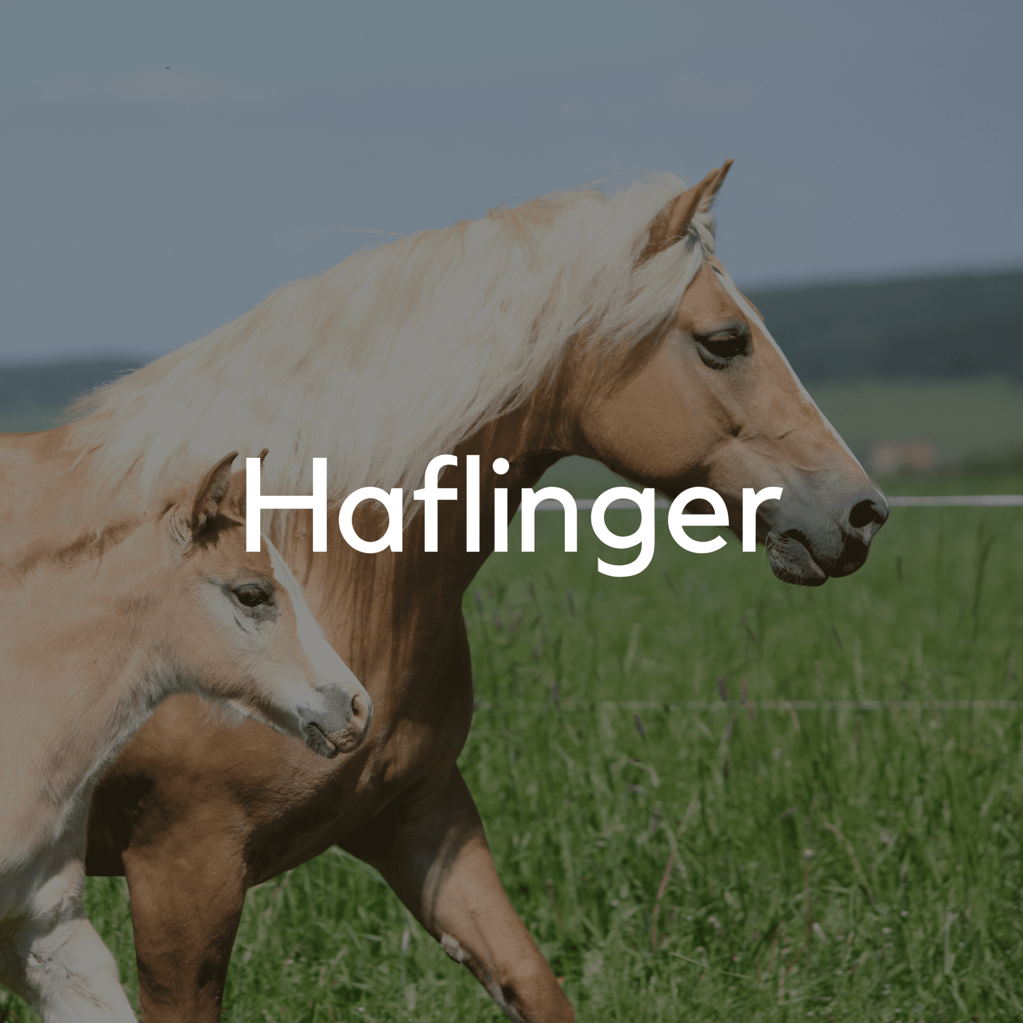 Haflinger - Liwa Design