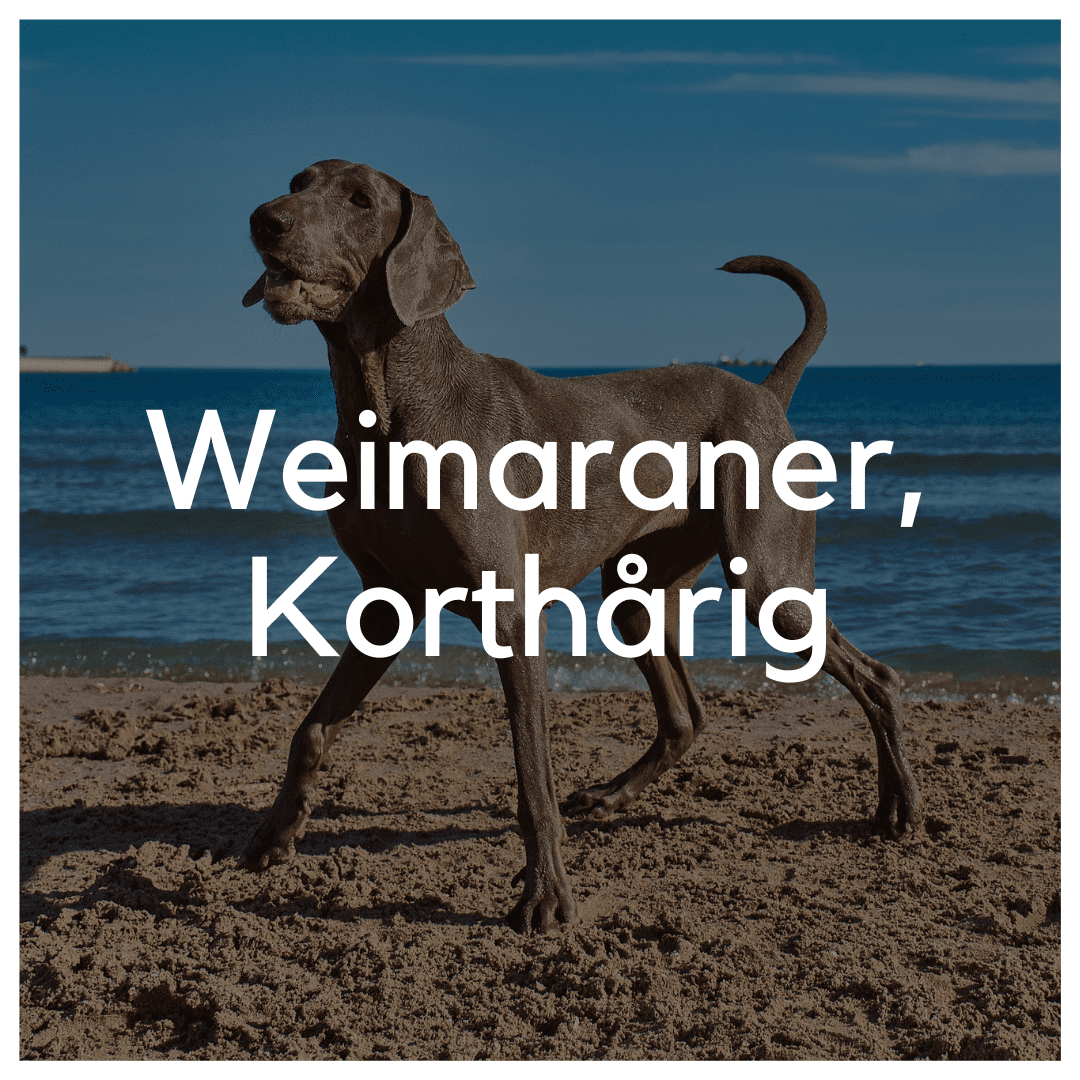 Weimaraner, Korthårig - Liwa Design