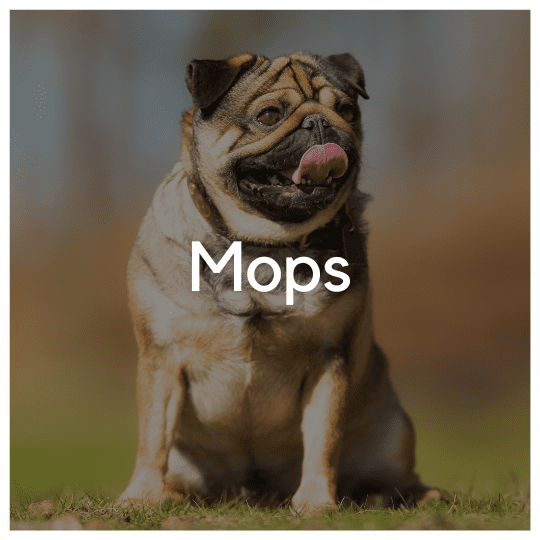 Mops - Liwa Design