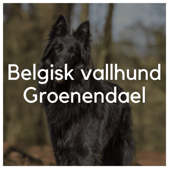 Belgisk vallhund, Groenendael - Liwa Design