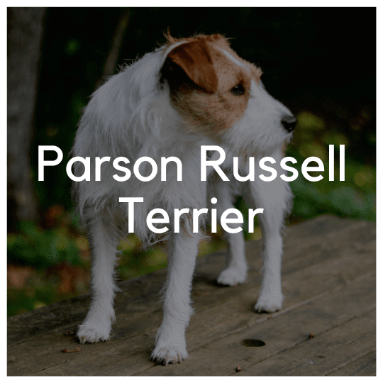 Parson Russell Terrier - Liwa Design