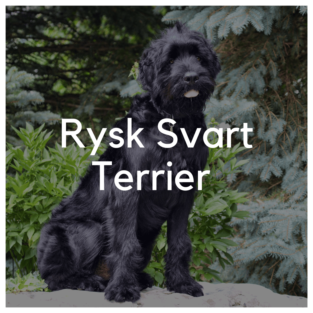 Rysk Svart Terrier - Liwa Design